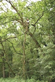 Tree Surgery Case Study image 2