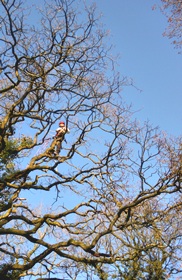 tree surgery case study image 4